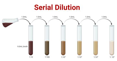 Serial Dilution: Formula, Calculator, Method, Uses, Examples