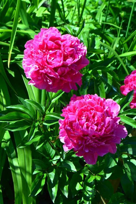 Red Flower Peonies in the Garden Near the House Stock Image - Image of ...