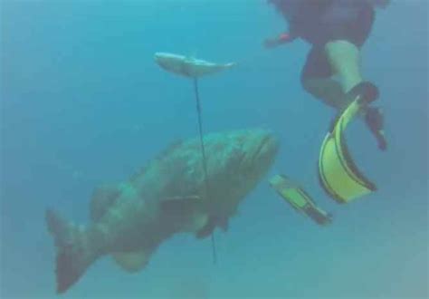 Giant Grouper Fish Attack