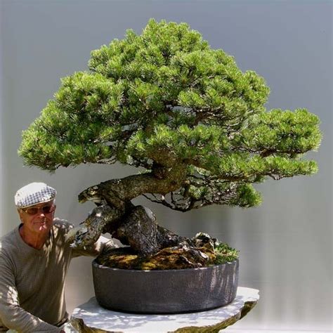 View Dwarf Mugo Pine Bonsai Care PNG - Hobby plan