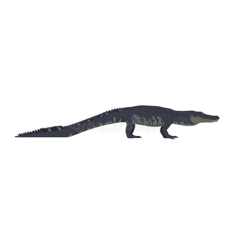 Alligator Mississippiensis - American Alligator - Side View - Flat ...