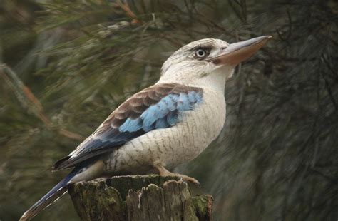 Kookaburra: Description, Habitat, Fun Fact I TheAnimalsPedia