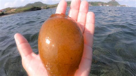 Fisherman Discovers Extremely Rare Shark Egg Floating In Atlantic Ocean