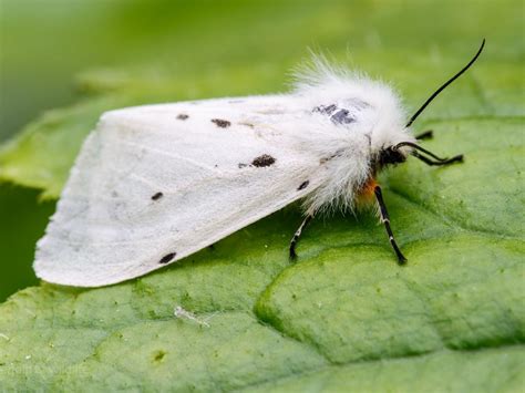 Muslin Moth | Butterfly Conservation