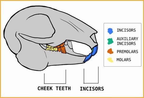 How to Care For Your Rabbit’s Teeth