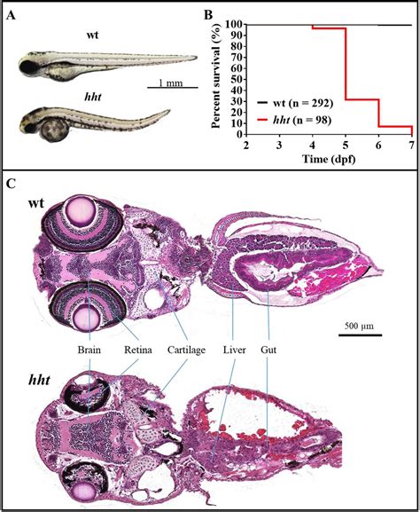 Zebrafish Embryo Brain