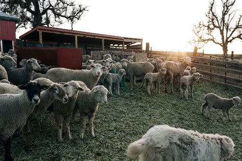 A Coronavirus Turf War in Klickitat County, Washington | The New Yorker