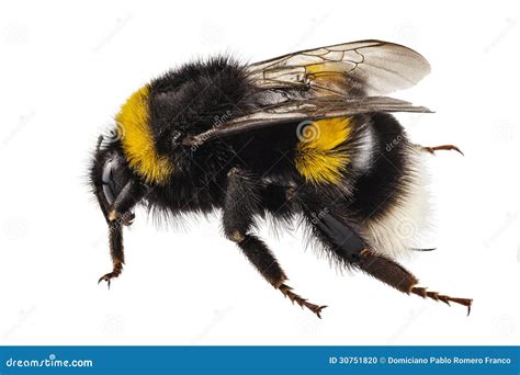 Bumblebee Species Bombus Terrestris Stock Photo - Image: 30751820