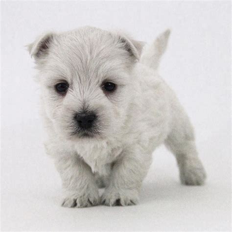 Westiepoo (Westie & Poodle Mix) Info, Pictures, Facts, Puppies | Hepper | Westiepoo, Poodle mix ...