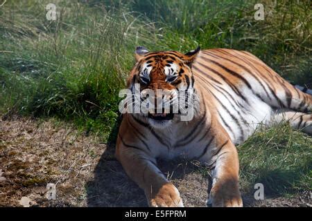 Snarling Bengal tiger with open mouth displaying canine teeth Stock Photo - Alamy