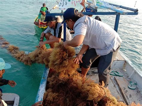 Rumput Laut Indonesia Terus Berjuang untuk Produksi bagi Dunia - Mongabay.co.id