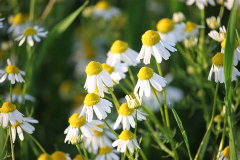 Free Images : nature, grass, field, meadow, prairie, flower, herb, botany, yellow, agriculture ...