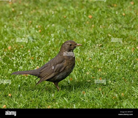 Female Common (European) Blackbird Stock Photo - Alamy