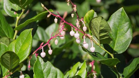 salal - Gaultheria shallon. Identification and characteristics - YouTube