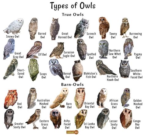 Pin by Owl Lover on Owls | Owl species, Owl, Pet birds