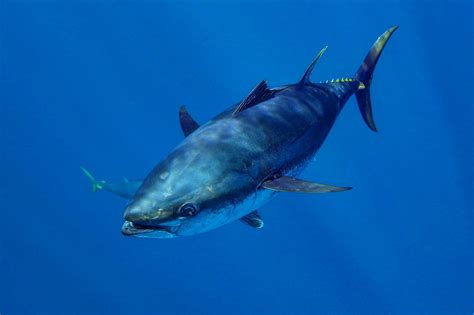 Bluefin Tuna Season 2024 - Denny Sigrid