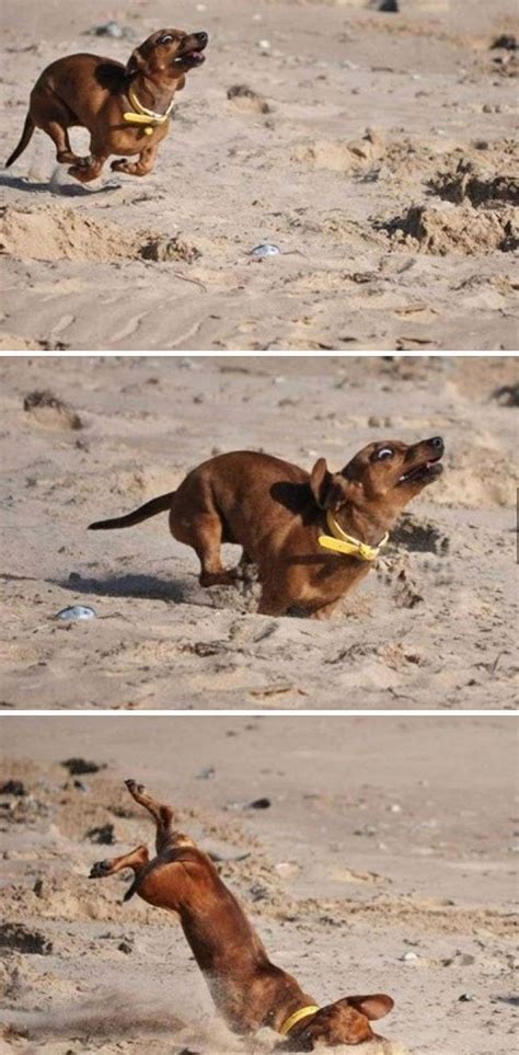 28 Of The Most Adorable Dog Fails That Will Either Make You Laugh Out ...