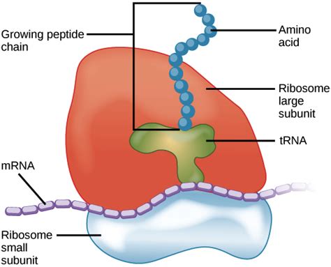 What Is Ribosomes