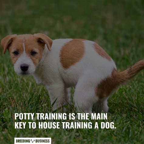 How To Make a Dog Poop Quickly – Causes, At-Home Help & FAQ