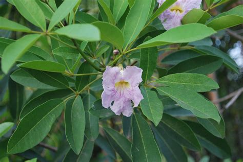 Pink Tabebuia | Cainta Plant Nursery