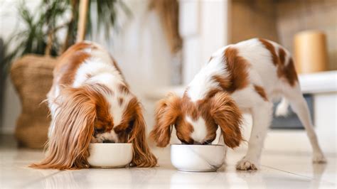 How to improve dog gut health | PetsRadar