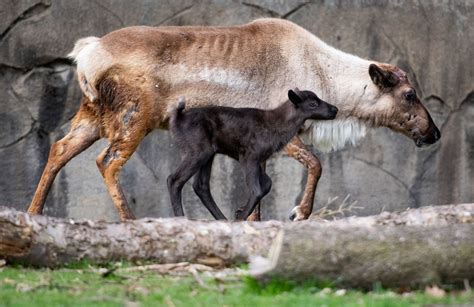 Meet baby reindeer at Cleveland Metroparks Zoo on Facebook Live video ...