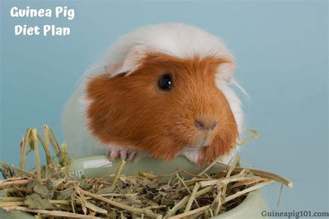 Guinea Pig Diet Plan: A Complete Guide On What Can Guinea Pigs Eat
