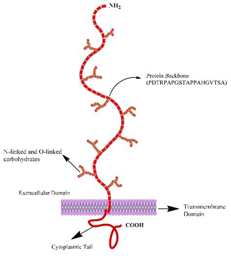 Structure of mucin 1 (MUC 1) [38]. | Download Scientific Diagram