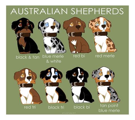 Australian Shepherd Color Patterns by briteddy.deviantart.com | Australian shepherd puppies ...