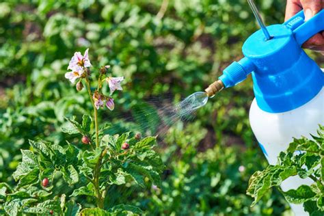 Everything You Need to Know About Organic Pest Control - Garden Lovers Club