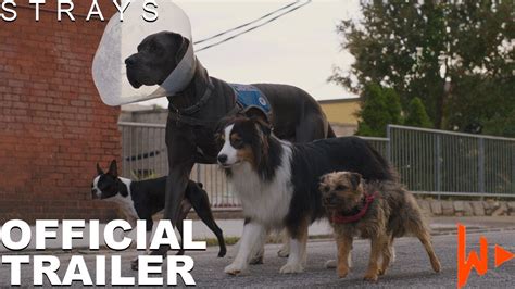 Strays (2023) | Official Movie Trailer - YouTube