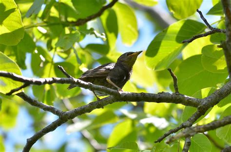 Birds singing in the trees are so relaxing! #spring | Amazing nature photos, Nature photos ...