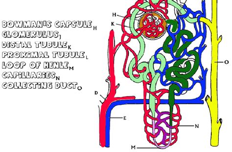 Learn with Coloring - The Anatomy of the Kidney and Nephron