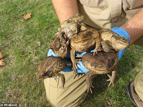 RSPCA says people shouldn't kill cane toads with Dettol or golf clubs ...