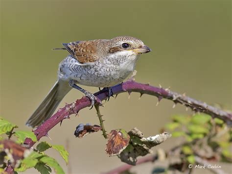 Bird of the Week: Red-backed Shrike, Newhaven - BirdGuides