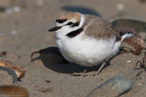 Snowy Plover | Audubon Field Guide