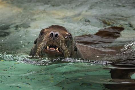 Sea Lion Swimming stock image. Image of swimming, carolina - 191689029