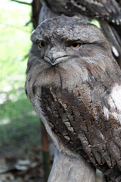 Birds | Cairns Zoom & Wildlife Dome