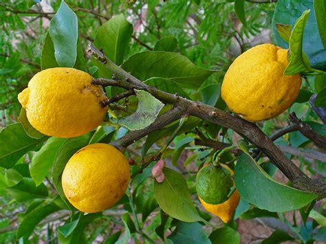 Lemon (Citrus x limon), fruits | Feedipedia