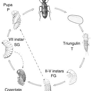 bess beetle life cycle