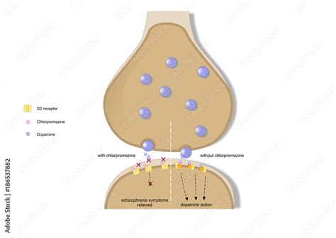 Ilustrace „mechanism of action of chlorpromazine, an antipsychotic drug ...