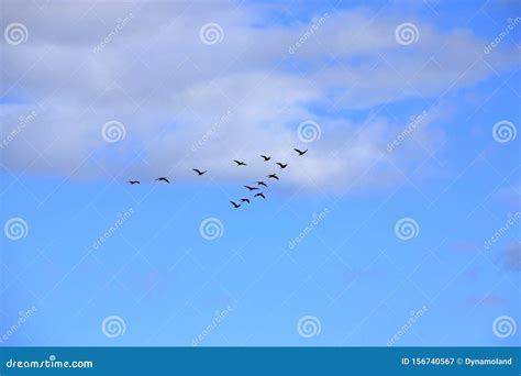 Flock of Birds Flying in V-formation Stock Image - Image of hunting, background: 156740567