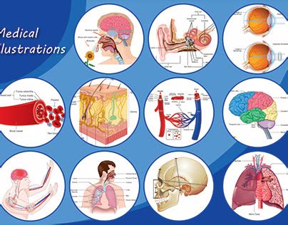 Scientific Drawings Anatomy Projects :: Photos, videos, logos ...