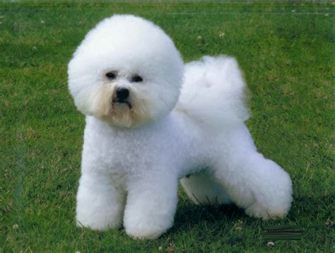 Bichon Frise - Puppies, Rescue, Pictures, Information, Temperament, Characteristics | Animals Breeds