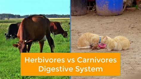 Herbivores vs Carnivores Digestive System #alimentarycanal - YouTube