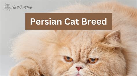 Persian Cat Breed: Elegant Companions or High-Maintenance Pets ...