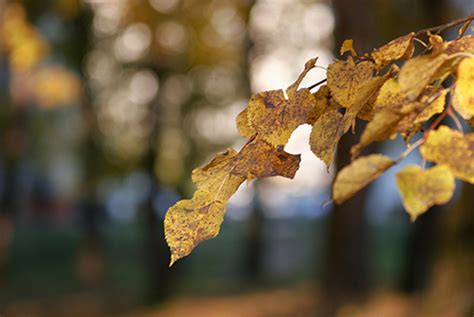 How To Identify Dutch Elm Disease: Symptoms And Treatment