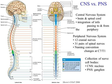 What Is A Ganglion In The Nervous System - George Bigby Kapsels