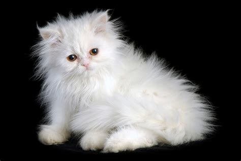 The Funniest Cats: Cat Breeds Popular