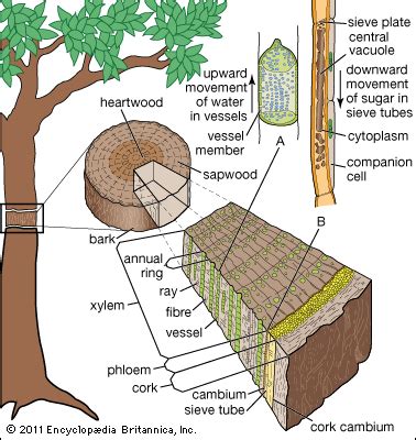 xylem: tree vascular system | Plant science, Biology plants, Teaching plants